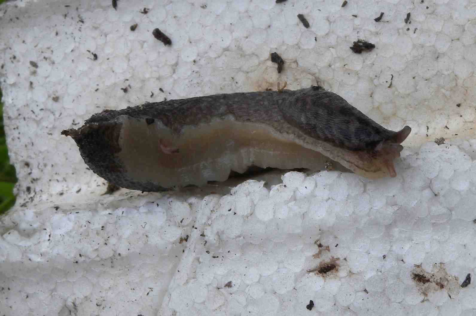 Limax maximus o psarus da Milano